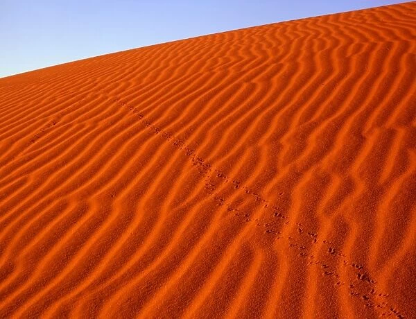 Sand dunes with animal tracks, Strzelecki Desert, South Australia JPF45512