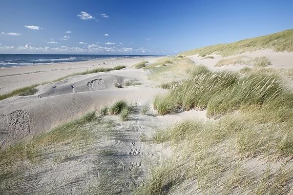 Sand Dunes and Marram Grass - on empty beach - Island of Texel - Holland