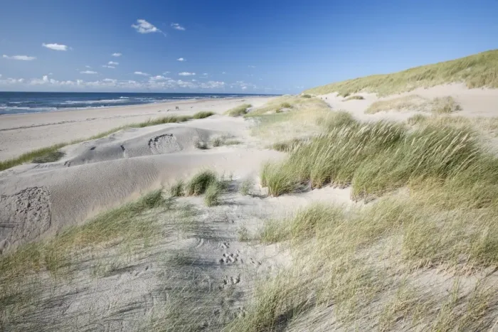 Framed Print : Sand Dunes and Marram Grass - on empty beach - Island of Texel - Holland Framed Print : Sand Dunes and Marram Grass - on empty beach - Island of Texel - Holland