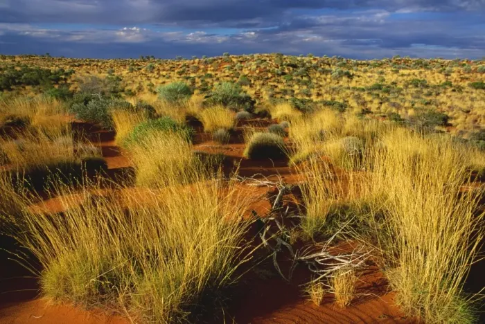 Framed Print : Sand dunes with spinifex and Desert oak on Canning Stock Route, Little Sandy Desert, Western Australia JPF28417 Framed Print : Sand dunes with spinifex and Desert oak on Canning Stock Route, Little Sandy Desert, Western Australia JPF28417