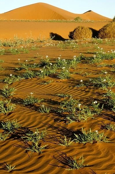 Sand dunes - Strzelecki Desert, South Australia, , Australia JPF45201