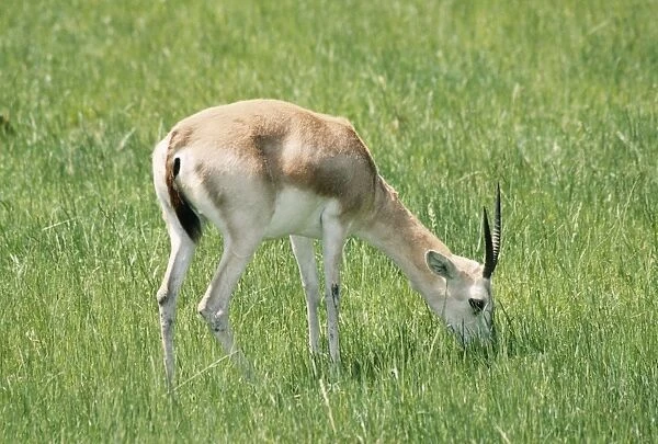 Sand Gazelle Endangered Deserts of the Arabian Peninsula
