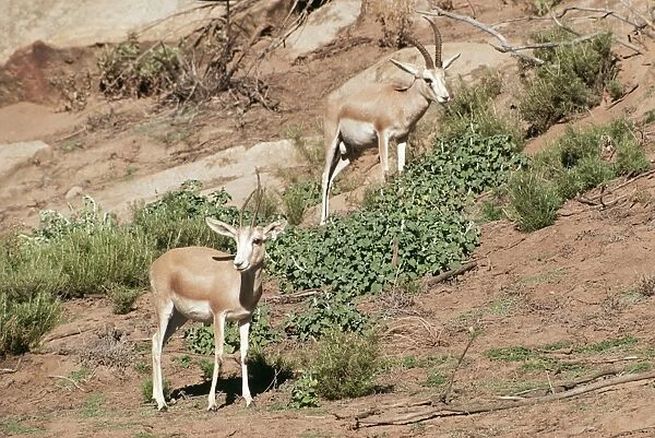 Sand Gazelle Male & Female
