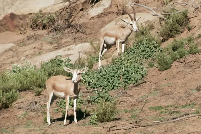 Framed Print : Sand Gazelle Male & Female Framed Print : Sand Gazelle Male & Female