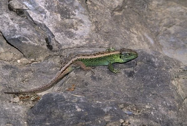Sand Lizard - breeding colours, endangered in UK