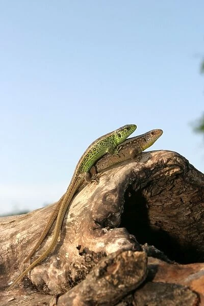 Sand Lizard - pair mating (male on top). France