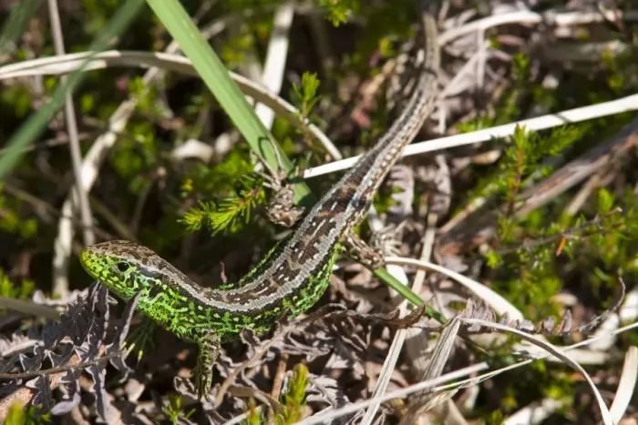 Framed Print : Sand Lizard - Single adult male basking on heathland, Dorset, England, UK Framed Print : Sand Lizard - Single adult male basking on heathland, Dorset, England, UK