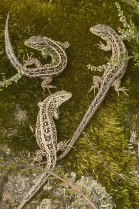 Framed Print : Sand Lizards - UK - Protected species - Being reintroduced in certain parts of Britain including the New Forest - Declined drastically in recent decades in UK - Present habitats fragmented by development -Preyed upon by domestic cats Framed Print : Sand Lizards - UK - Protected species - Being reintroduced in certain parts of Britain including the New Forest - Declined drastically in recent decades in UK - Present habitats fragmented by development -Preyed upon by domestic cats