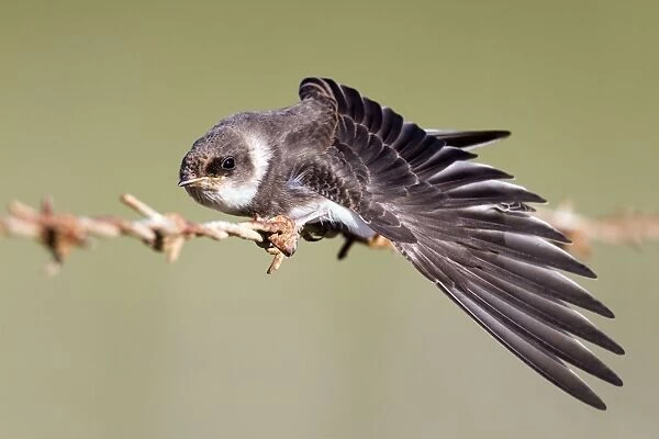 Sand Martin - on barbed wire fence - stretching wing - Cornwall - UK