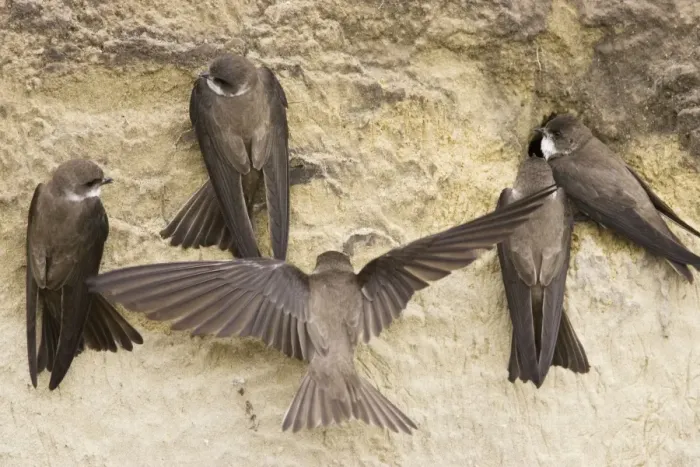 Framed Print : Sand Martin - group starting to excavate nest hole in sand bank Riparia riparia Hungary BI19834 Framed Print : Sand Martin - group starting to excavate nest hole in sand bank Riparia riparia Hungary BI19834