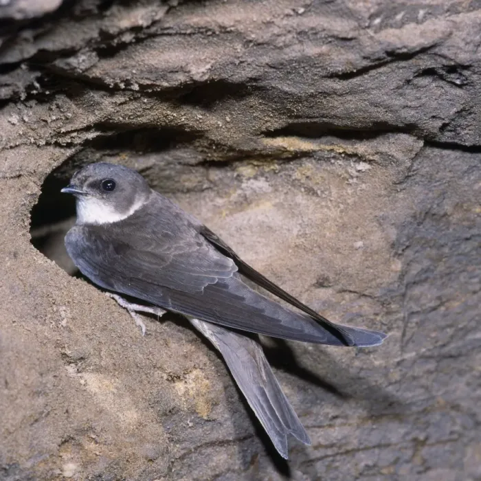 Framed Print : Sand Martin - at nest Framed Print : Sand Martin - at nest