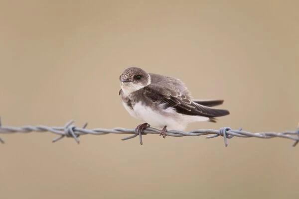 Sand Martin - perched on barbed wire