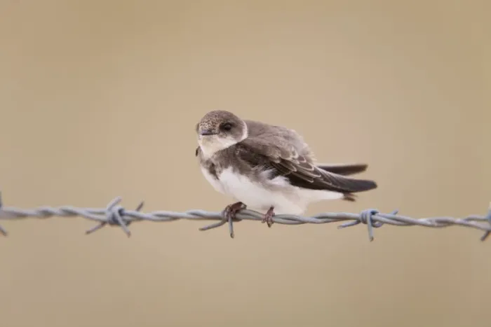 Framed Print : Sand Martin - perched on barbed wire Framed Print : Sand Martin - perched on barbed wire