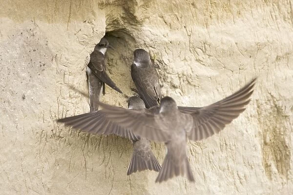 Sand Martin - rival pair try to take occupied nest site Riparia riparia Hungary BI19840