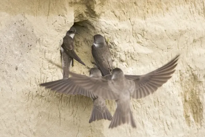 Framed Print : Sand Martin - rival pair try to take occupied nest site Riparia riparia Hungary BI19840