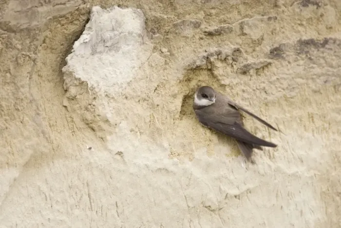 Framed Print : Sand Martin - on sand bank breeding site Riparia riparia Hungary BI19787 Framed Print : Sand Martin - on sand bank breeding site Riparia riparia Hungary BI19787