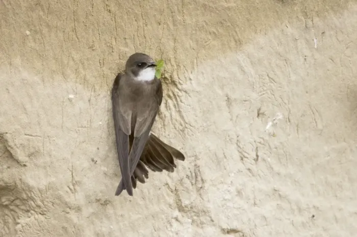 Framed Print : Sand Martin - on sand bank breeding site Riparia riparia Hungary BI19793 Framed Print : Sand Martin - on sand bank breeding site Riparia riparia Hungary BI19793