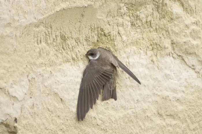 Framed Print : Sand Martin - starting to excavate nest hole in sand bank Riparia riparia Hungary BI19798 Framed Print : Sand Martin - starting to excavate nest hole in sand bank Riparia riparia Hungary BI19798