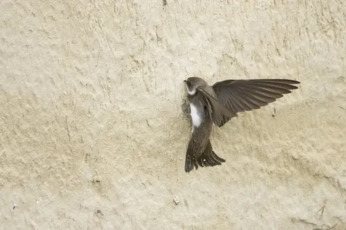 Framed Print : Sand Martin - starting to excavate nest hole in sand bank Riparia riparia Hungary BI19799 Framed Print : Sand Martin - starting to excavate nest hole in sand bank Riparia riparia Hungary BI19799