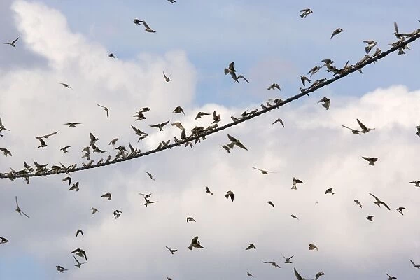 Sand Martins - Large flock gathering on wire. Brenne, France