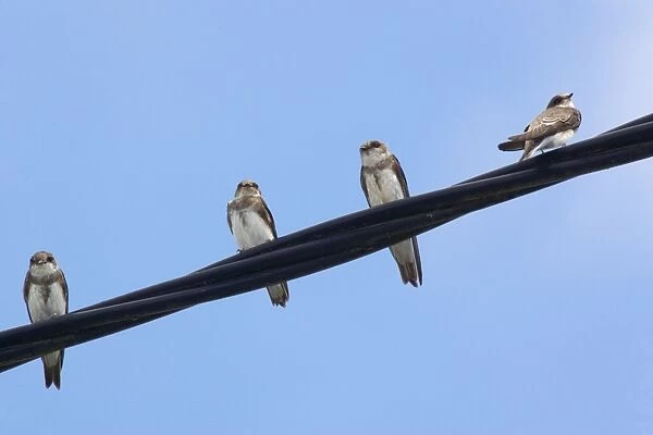 Sand Martins - Perched on wire - Brenne, France