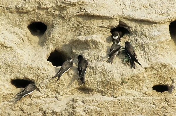 Sand Martins - quarrel over nest holes in a sand wall of a ravine near river Bolshoi Ugan