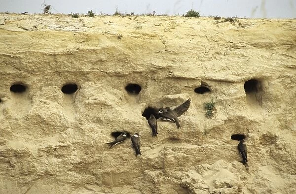 Sand Martins quarrel about nest-holes in a sand wall of a ravine near river Bolshoi Ugan, near Ugut settlement; Uganskii Nat. reserve, Siberia, Russia; spring Ug37. 0334