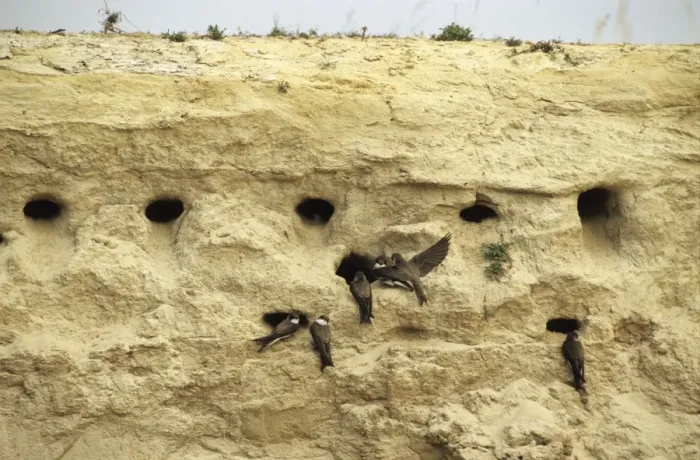 Framed Print : Sand Martins quarrel about nest-holes in a sand wall of a ravine near river Bolshoi Ugan, near Ugut settlement; Uganskii Nat. reserve, Siberia, Russia; spring Ug37. 0334 Framed Print : Sand Martins quarrel about nest-holes in a sand wall of a ravine near river Bolshoi Ugan, near Ugut settlement; Uganskii Nat. reserve, Siberia, Russia; spring Ug37. 0334