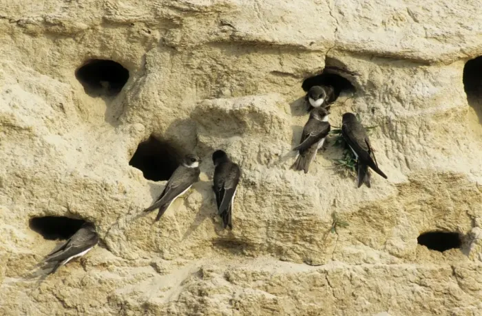 Framed Print : Sand Martins - quarrel about nest-holes in a sand wall of a ravine near river Bolshoi Ugan, near Ugut settlement; Uganskii Nat. reserve, Siberia, Russia; spring Ug37. 0375 Framed Print : Sand Martins - quarrel about nest-holes in a sand wall of a ravine near river Bolshoi Ugan, near Ugut settlement; Uganskii Nat. reserve, Siberia, Russia; spring Ug37. 0375