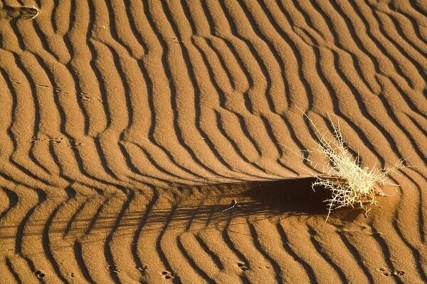 Sand patterns - with dry shrub and animal tracks - Early light - Sossusvlei Namibia