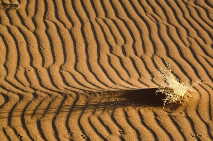 Framed Print : Sand patterns - with dry shrub and animal tracks - Early light - Sossusvlei Namibia Framed Print : Sand patterns - with dry shrub and animal tracks - Early light - Sossusvlei Namibia