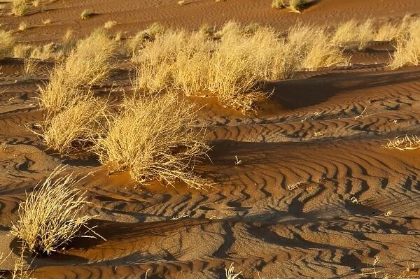 Sand patterns and dry vegetation - Sossusvlei - Namibia