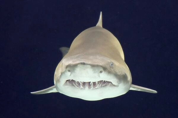 Sand Tiger Shark  /  Sand Shark  /  Grey nurse shark  /  Ragged-tooth shark