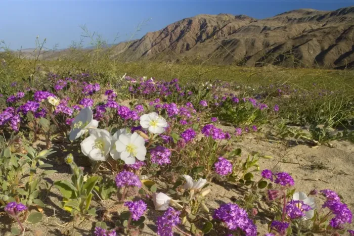 Framed Print : Sand Verbenas dotted with Dune Evening Primrose (Oenothera deltoides)Brown-eyed Evening Primrose (Camissonia claviformis) and Desert Sunflower (Geraea canescens) - Anza Borrego Desert State Park - California - USA Framed Print : Sand Verbenas dotted with Dune Evening Primrose (Oenothera deltoides)Brown-eyed Evening Primrose (Camissonia claviformis) and Desert Sunflower (Geraea canescens) - Anza Borrego Desert State Park - California - USA