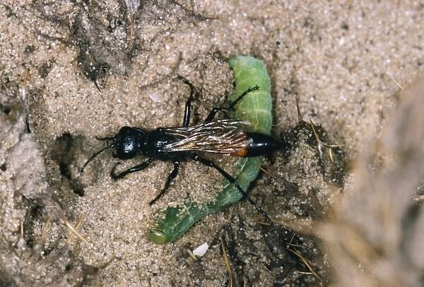Sand-wasp - dragging moth larva into burrow. UK