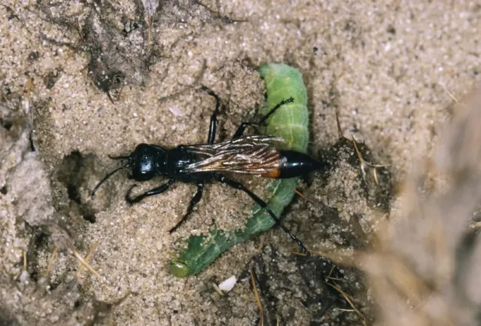 Framed Print : Sand-wasp - dragging moth larva into burrow. UK Framed Print : Sand-wasp - dragging moth larva into burrow. UK
