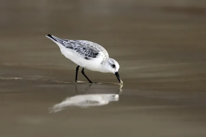 Framed Print : Sanderling Framed Print : Sanderling