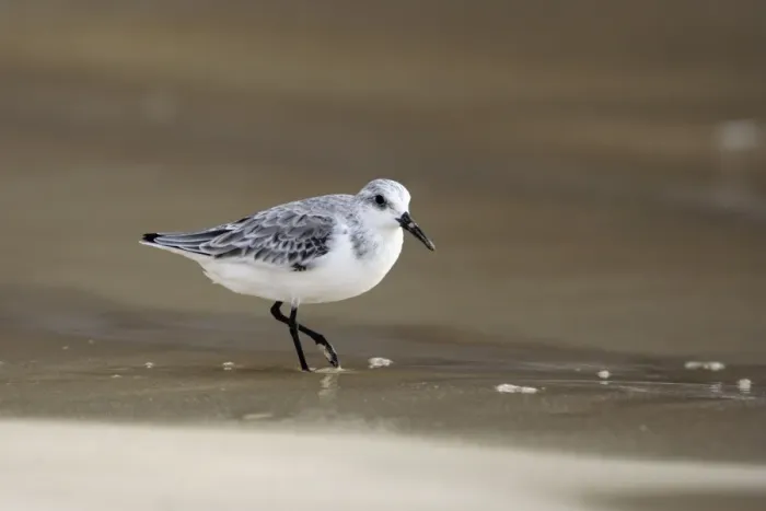 Framed Print : Sanderling Framed Print : Sanderling