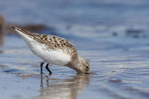 Sanderling - adult standing in shallow water on the edge of a sandy beach probing the sand for food. North Uist, Outer Hebrides, Scotland, UK