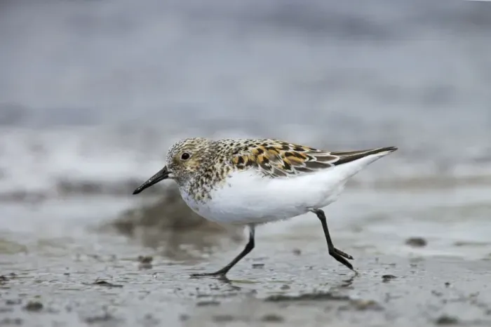 Framed Print : Sanderling - On beach in breeding plumage Shetland Mainland, UK BI011395 Framed Print : Sanderling - On beach in breeding plumage Shetland Mainland, UK BI011395