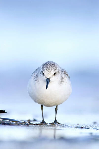 Sanderling Face on portrait from a ground level perspective. South Gare, Cleveland. UK