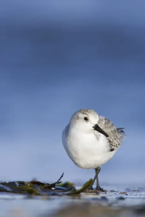 Framed Print : Sanderling Face on portrait. South Gare, Cleveland. UK Framed Print : Sanderling Face on portrait. South Gare, Cleveland. UK