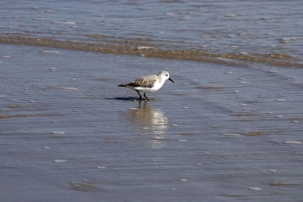 Sanderling - Feeding at the edge of the tide, Texas coast USA