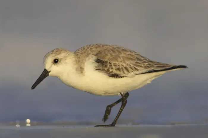 Framed Print : Sanderling - feeding along shoreline, Fort Myers Beach, florida, USA BI002013 Framed Print : Sanderling - feeding along shoreline, Fort Myers Beach, florida, USA BI002013
