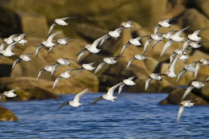 Framed Print : Sanderling - flock in flight Framed Print : Sanderling - flock in flight