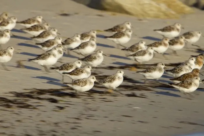 Framed Print : Sanderling - flock running on a beach Framed Print : Sanderling - flock running on a beach