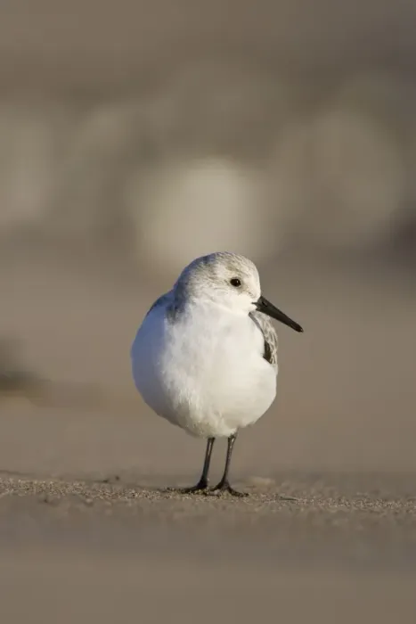 Framed Print : Sanderling Low-level view of bird on sandy beach. Cleveland, UK Framed Print : Sanderling Low-level view of bird on sandy beach. Cleveland, UK