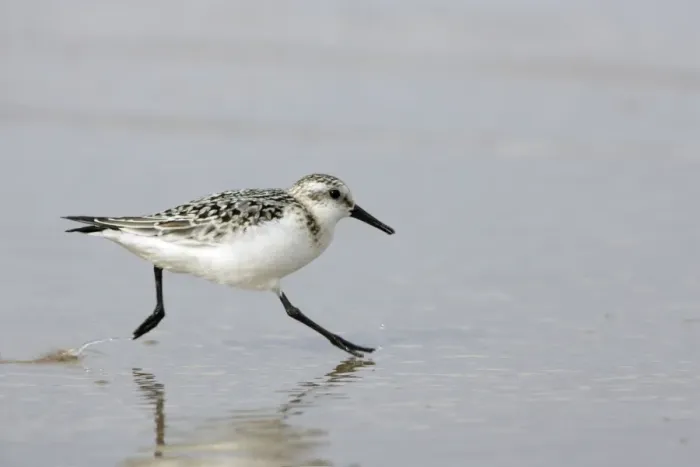 Framed Print : Sanderling-Running along shoreline, in winter plumage Costa Verde, Spain Framed Print : Sanderling-Running along shoreline, in winter plumage Costa Verde, Spain