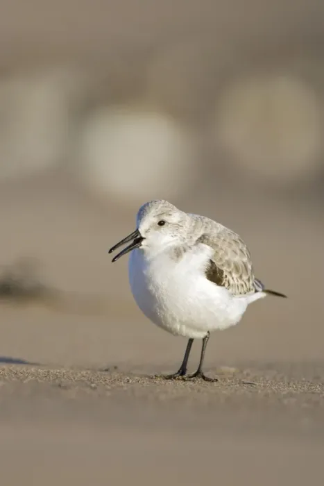 Framed Print : Sanderling On sandy beach. Cleveland, UK