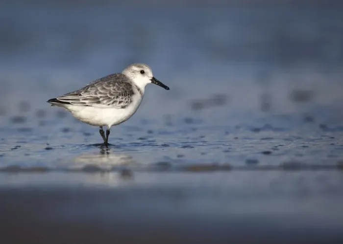 Framed Print : Sanderling - standing along shoreline - December - Lincolnshire - England Framed Print : Sanderling - standing along shoreline - December - Lincolnshire - England